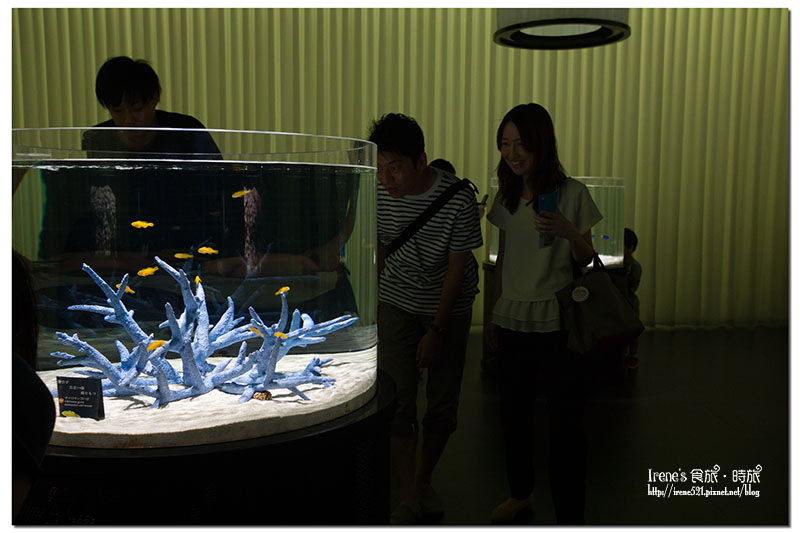 【大阪－景點】近距離的接觸，特別的海遊館/是水族館是動物園也是美術館/推薦親子同樂景點．nIFREL海遊館