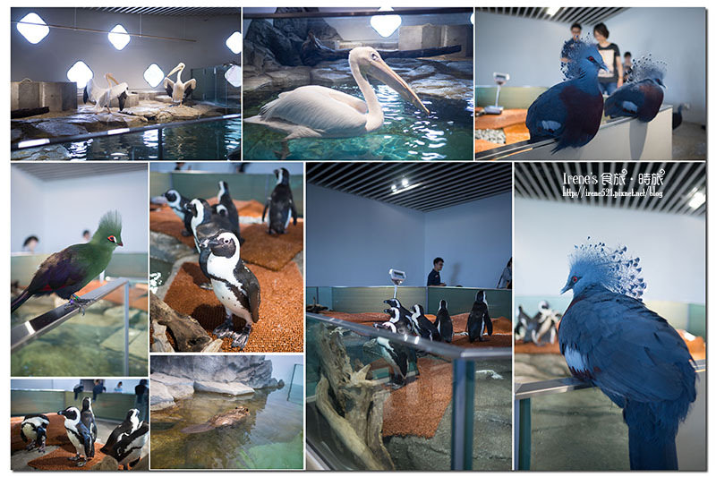 【大阪－景點】近距離的接觸，特別的海遊館/是水族館是動物園也是美術館/推薦親子同樂景點．nIFREL海遊館