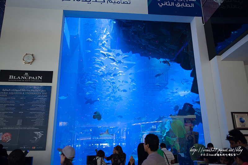 【杜拜】shopping mall裡面有鯊魚！杜拜購物中心Dubai Mall