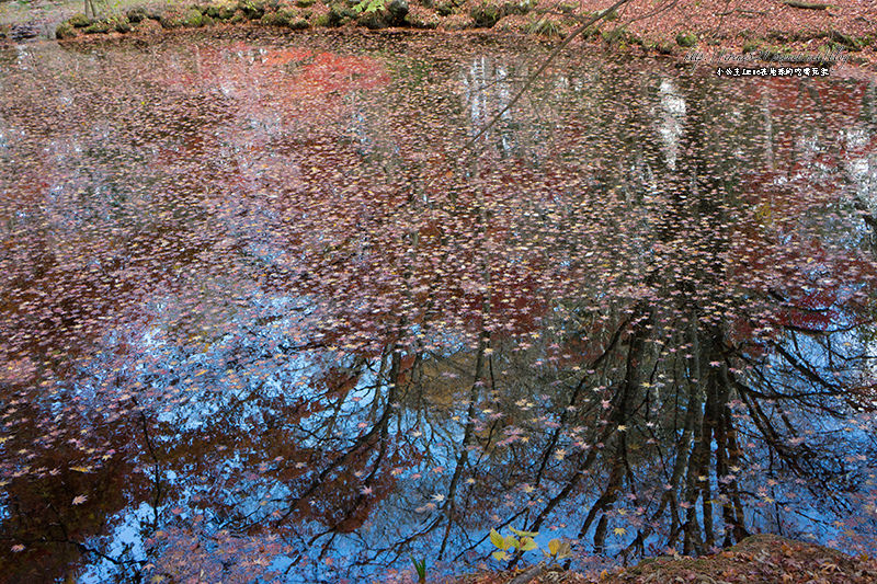 【輕井澤】唯美如畫的雲場池．片片楓紅倒映水面中