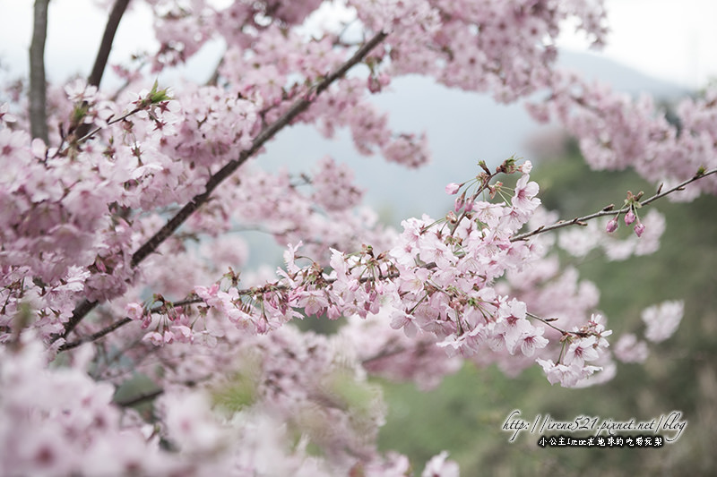 【桃園復興】不同品種的櫻花相繼接棒．櫻木花道(3/1花況) @Irene&#039;s 食旅．時旅