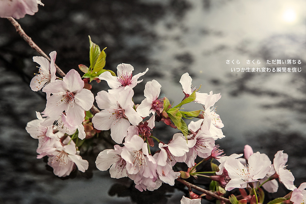 【桃園復興】粉紅色的世界，樹下櫻吹如雪的浪漫．恩愛農場(3/1花況) @Irene&#039;s 食旅．時旅