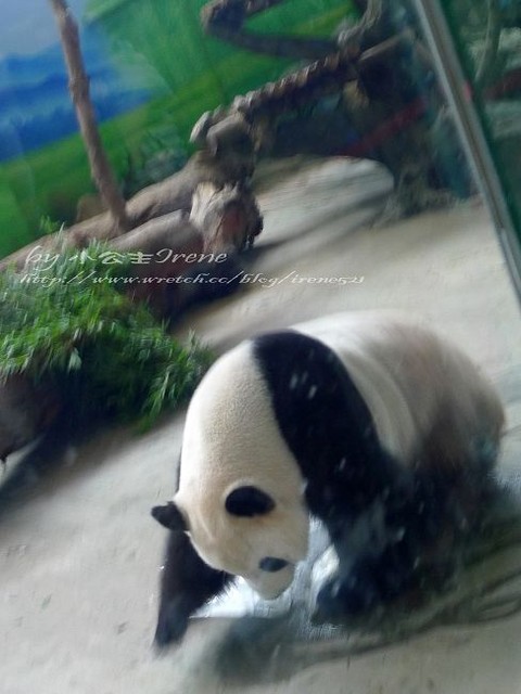 【台北】傳說中的草泥馬之約．台北市立動物園