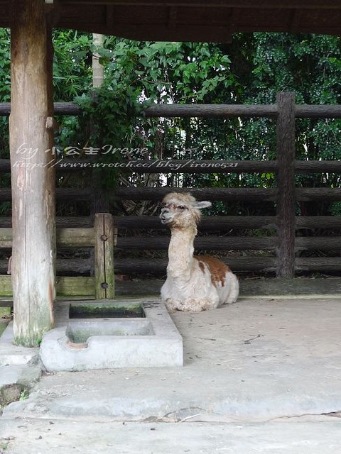 【台北】傳說中的草泥馬之約．台北市立動物園
