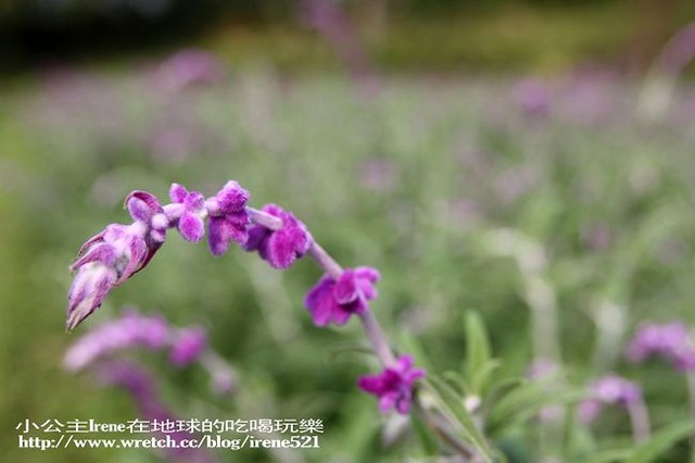 【台北淡水】北台灣婚紗攝影聖地．大屯花卉農場
