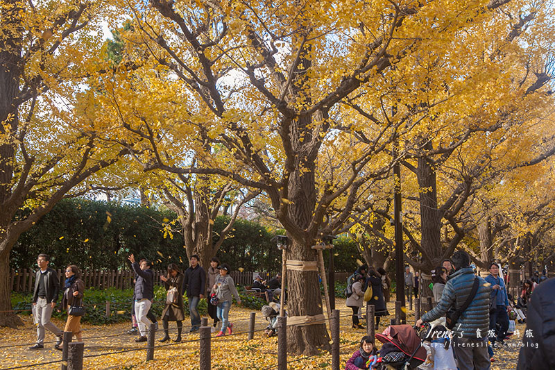 【東京－景點】金黃地毯銀杏大道，陣陣吹起浪漫的銀杏雨．東京最著名賞銀杏景點 明治神宮外苑