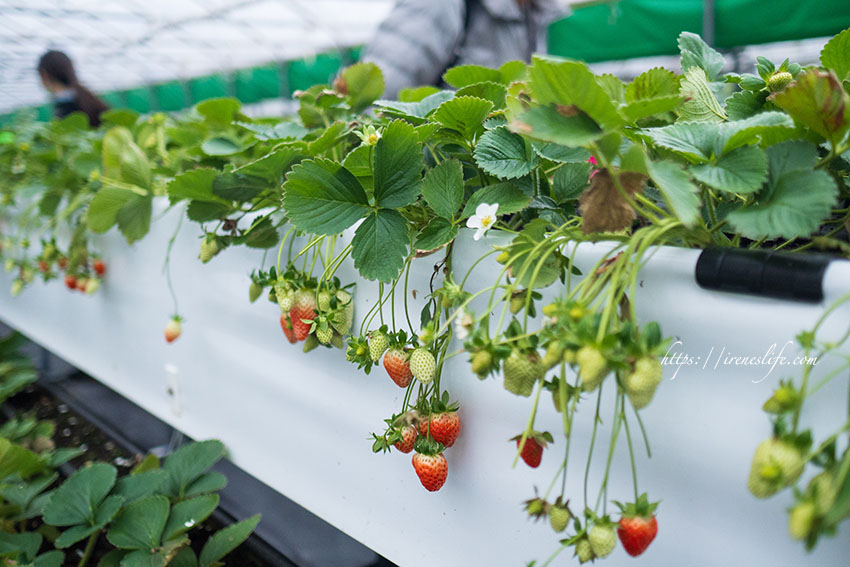 即時熱門文章：【內湖草莓園】台北也能採草莓，溫室草莓園，下雨、泥濘都不怕，白石湖觀光果園．山櫻草莓園