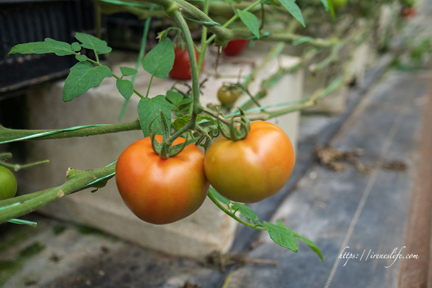 採番茄