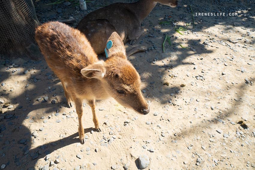 【屏東】墾丁小奈良，零距離撫摸、餵食可愛的梅花鹿．鹿境梅花鹿生態園區