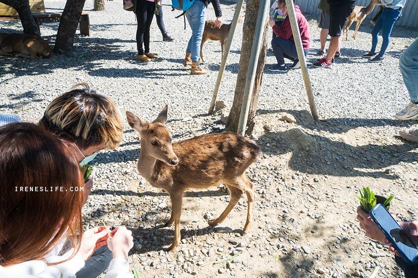 【屏東】墾丁小奈良，零距離撫摸、餵食可愛的梅花鹿．鹿境梅花鹿生態園區