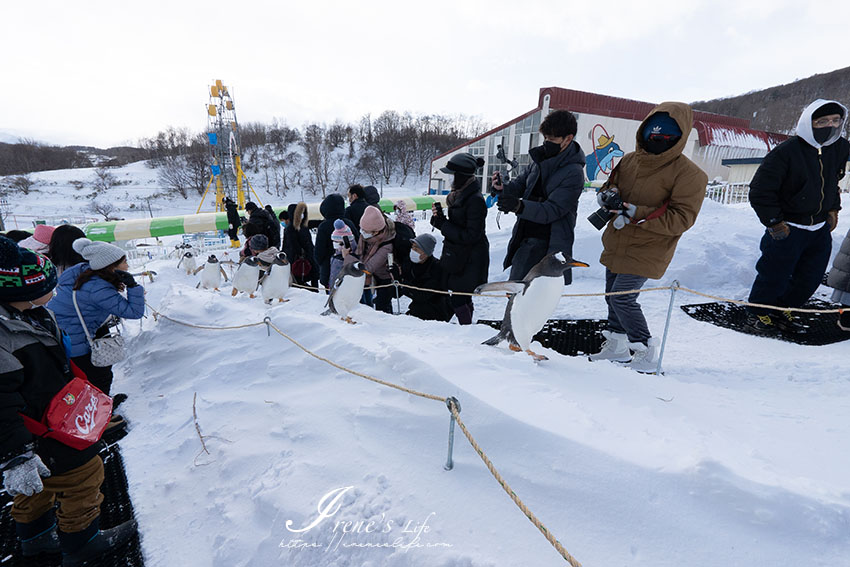 北海道最大的水族館，冬季必訪小樽水族館，超萌的企鵝走路距離超近，海獅海豚表演很精彩 @Irene&#039;s 食旅．時旅