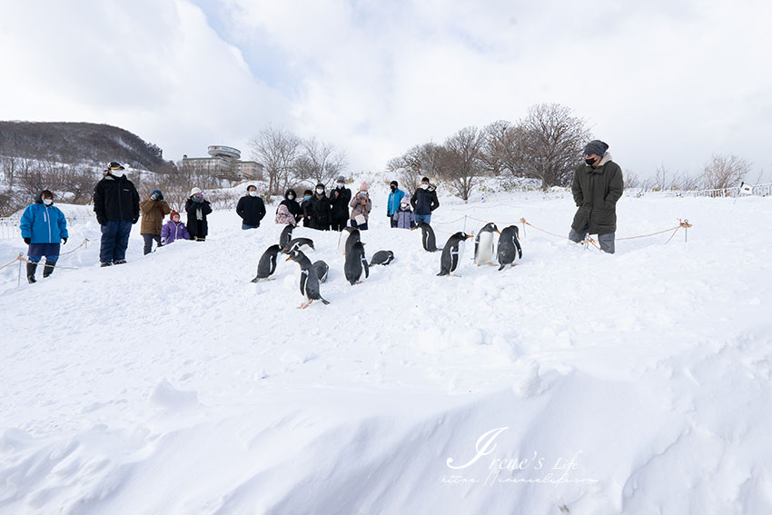 北海道最大的水族館，冬季必訪小樽水族館，超萌的企鵝走路距離超近，海獅海豚表演很精彩