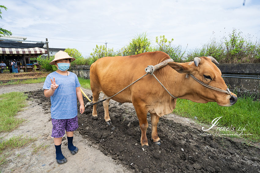 宜蘭親子景點｜最牛的體驗農場，犁田體驗、餵牛吃草、幫水牛洗澡等，跟牛牛近距離接觸