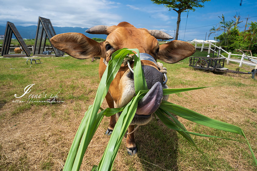 宜蘭親子景點｜最牛的體驗農場，犁田體驗、餵牛吃草、幫水牛洗澡等，跟牛牛近距離接觸 @Irene&#039;s 食旅．時旅
