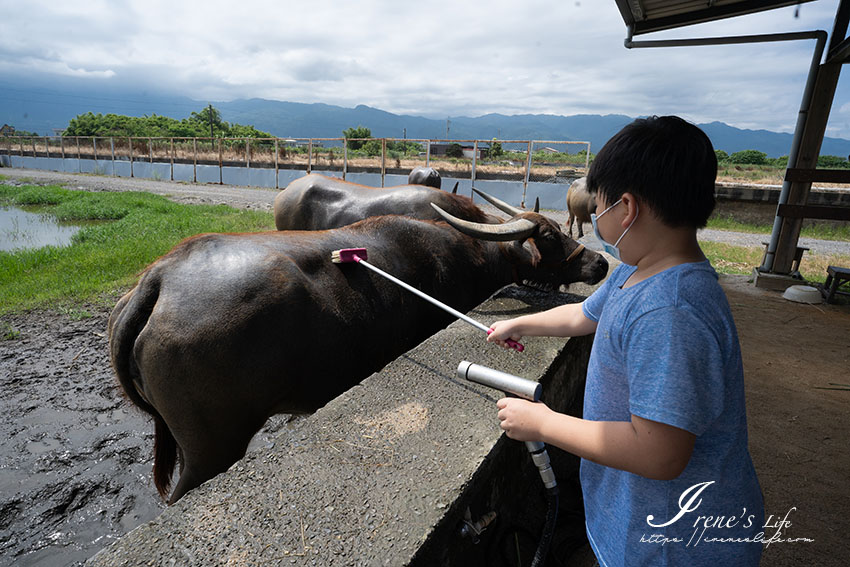 宜蘭親子景點｜最牛的體驗農場，犁田體驗、餵牛吃草、幫水牛洗澡等，跟牛牛近距離接觸