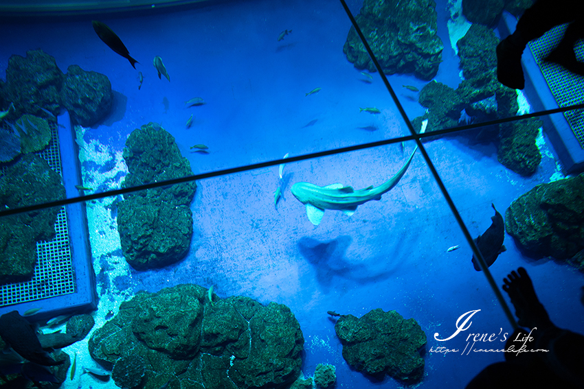 距離那霸市區最近的水族館，透明地板低頭就能看到魚群！還可體驗樹懶、海龜、企鵝近距離餵食